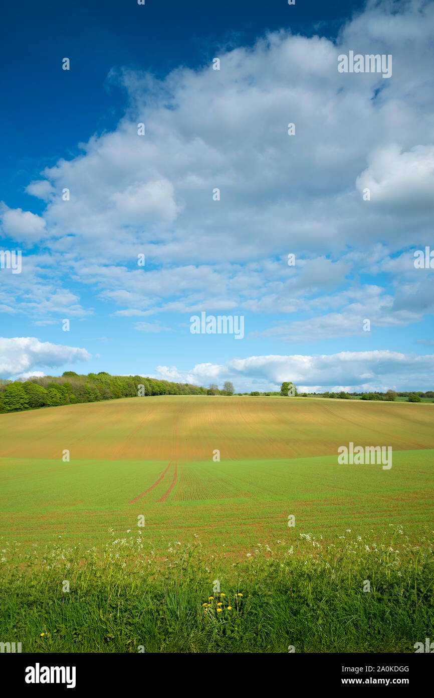 Colores sutiles y los contornos de un campo de cultivo e hinchadas nubes a finales de primavera y principios de verano en los Cotswolds Gloucestershire, Reino Unido Foto de stock