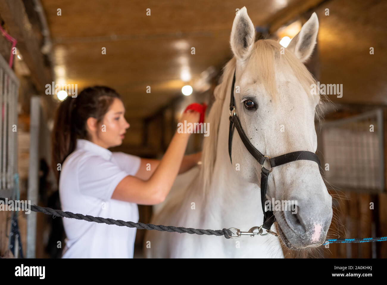 Cuidador femenino la espalda de cepillado blanco joven de raza caballo de carreras en estable Foto de stock