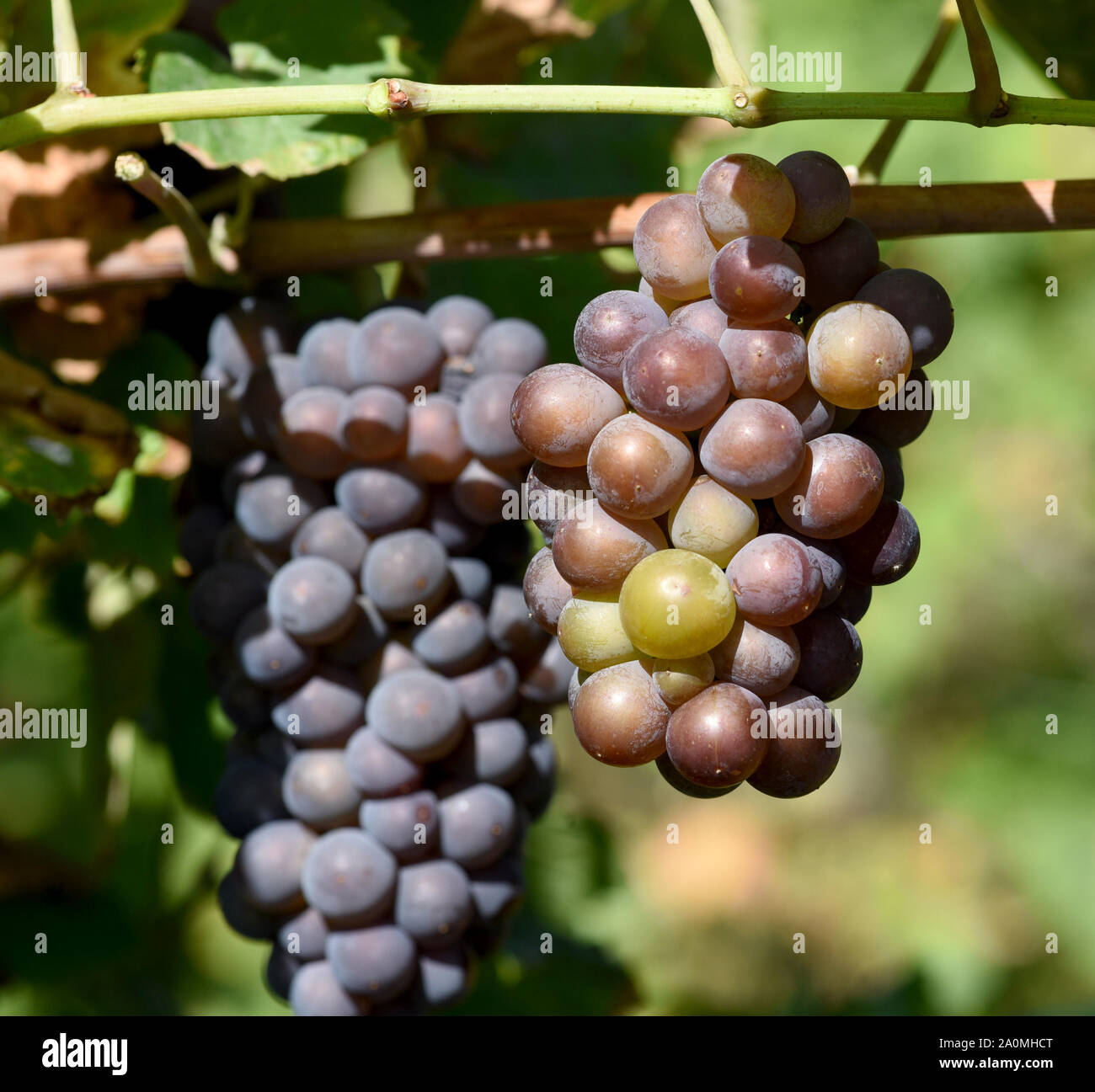 Grauburgunder, Pinot gris, auch genannt Rulaender ist eine Weissweinsorte, die hauptsaechlich am Rhein und an der Mosel zu Wein vergoren wird. La GRA Foto de stock