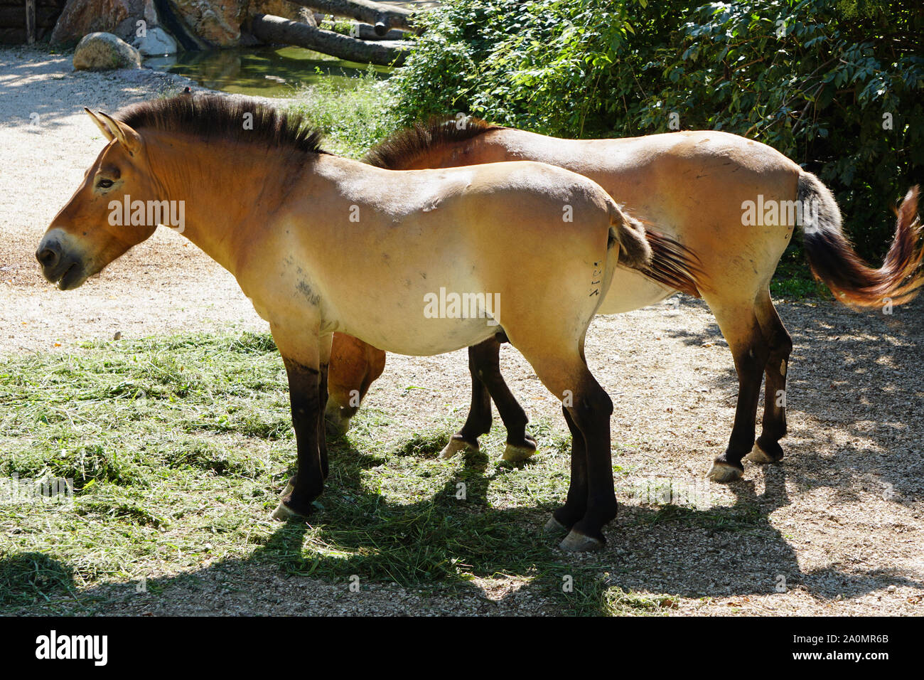 Dos caballos adultos, raza - Przewalski, en el Zoológico del Parque de Naturaleza Viva en Bussolengo, Italia. Foto de stock