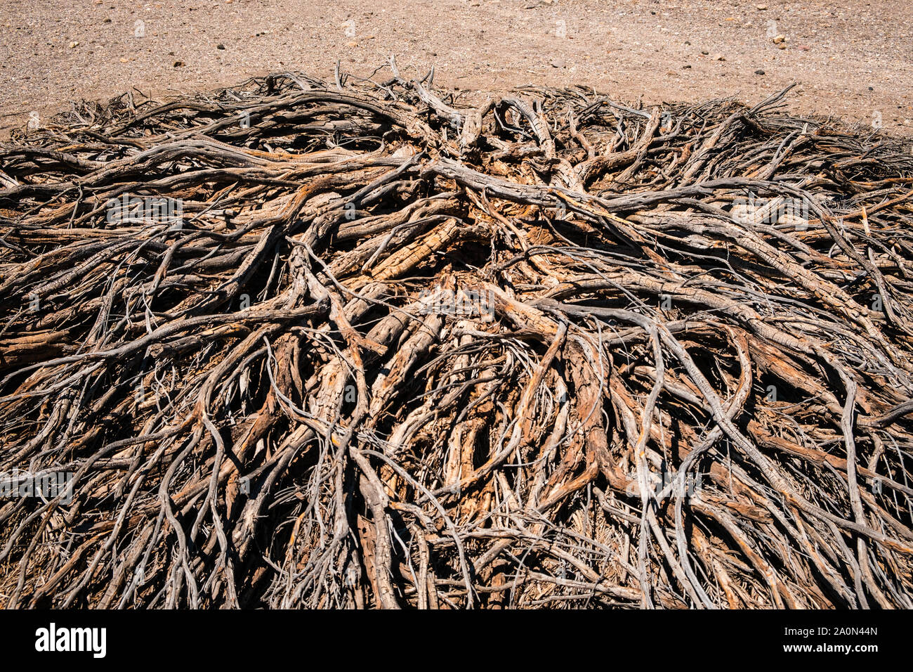 Hasta driep arbusto o árbol seco en el desierto paisaje - sequía Foto de stock