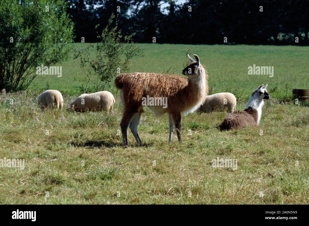 LLAMAS vigilancia sobre las ovejas en el prado (Lama glama), protección de cordero por zorros depredadora. Wayford Bridge, Norfolk, East Anglia, en el REINO UNIDO Foto de stock