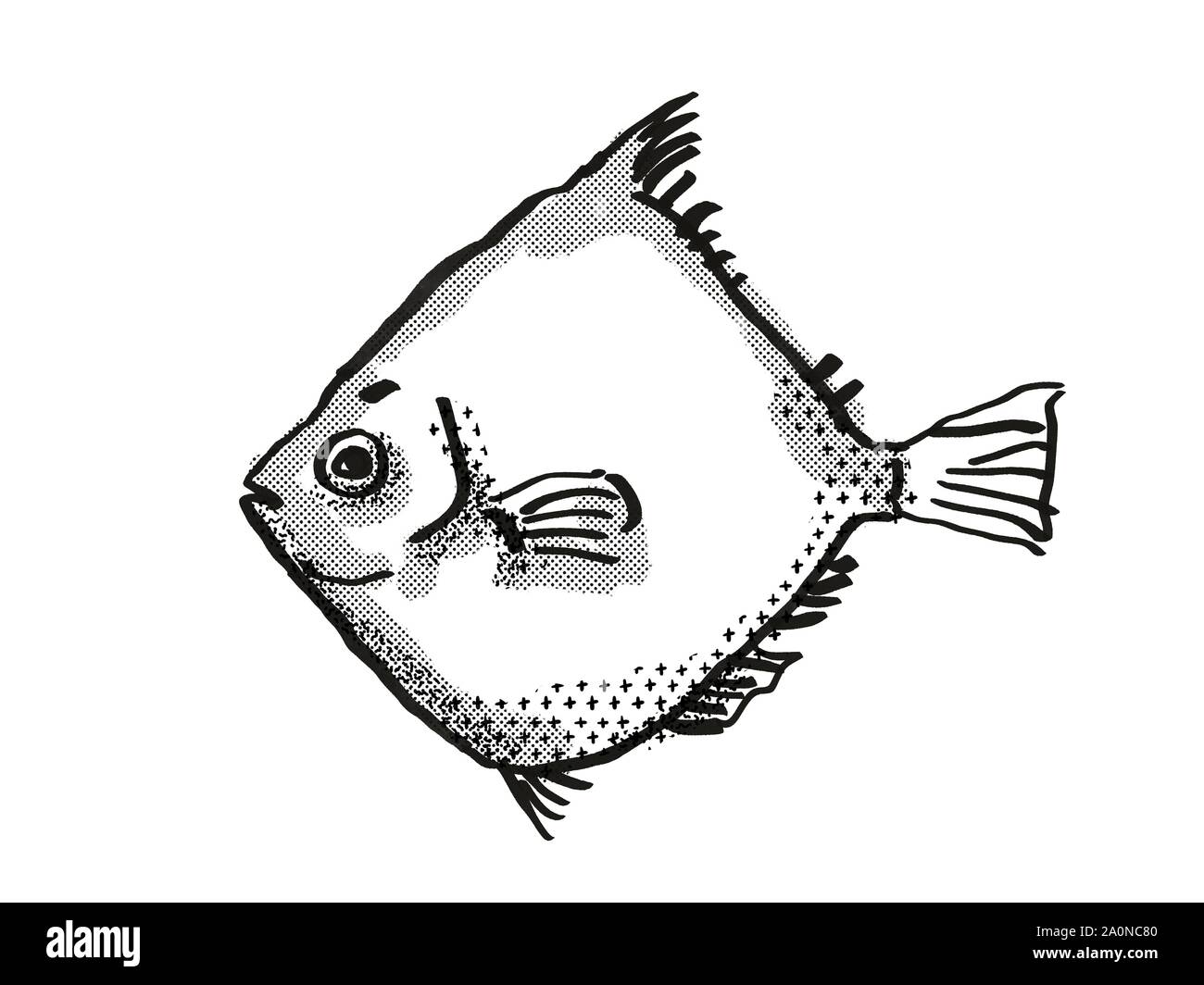 Estilo retro caricatura dibujo de un Rosy Deepsea Boarfish , una vida marina especies nativas australianas vista lateral sobre fondo blanco aislado realizado en Foto de stock