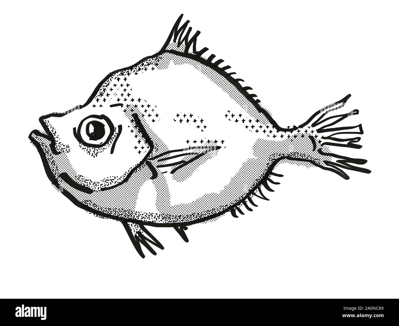 Estilo retro caricatura dibujo de un Deepsea Boarfish Malaya , una vida marina especies nativas australianas vista lateral sobre fondo blanco aislado hecho Foto de stock