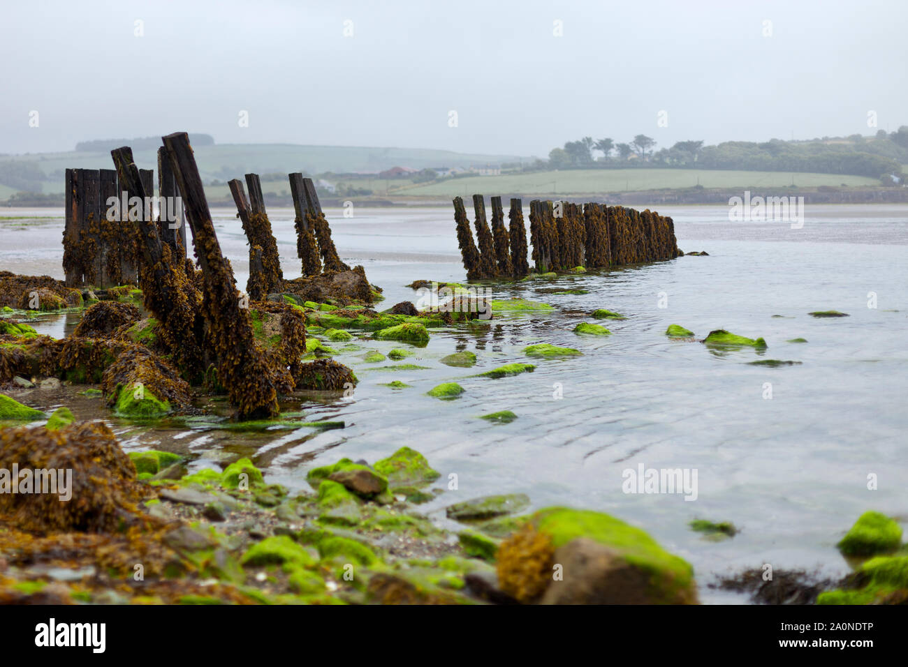 Un irischer Seetang Küste bei diesigem Wetter Im Sommer. Foto de stock