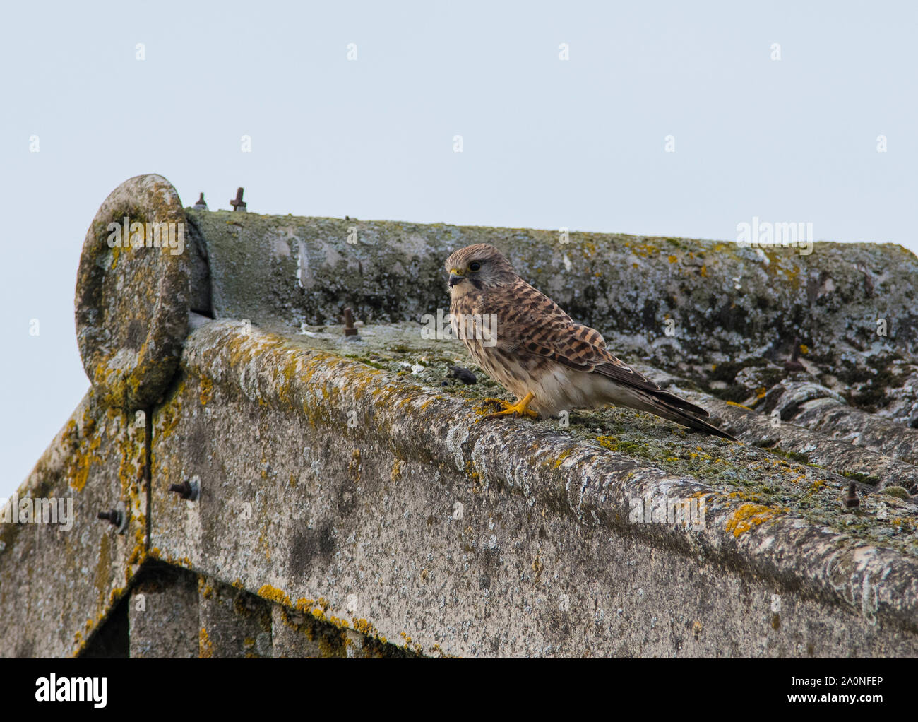 Hembra de cernícalo vulgar (Falco tinnunculus) sentó en un granero cubierto de líquenes techo en Lincolnshire. Foto de stock