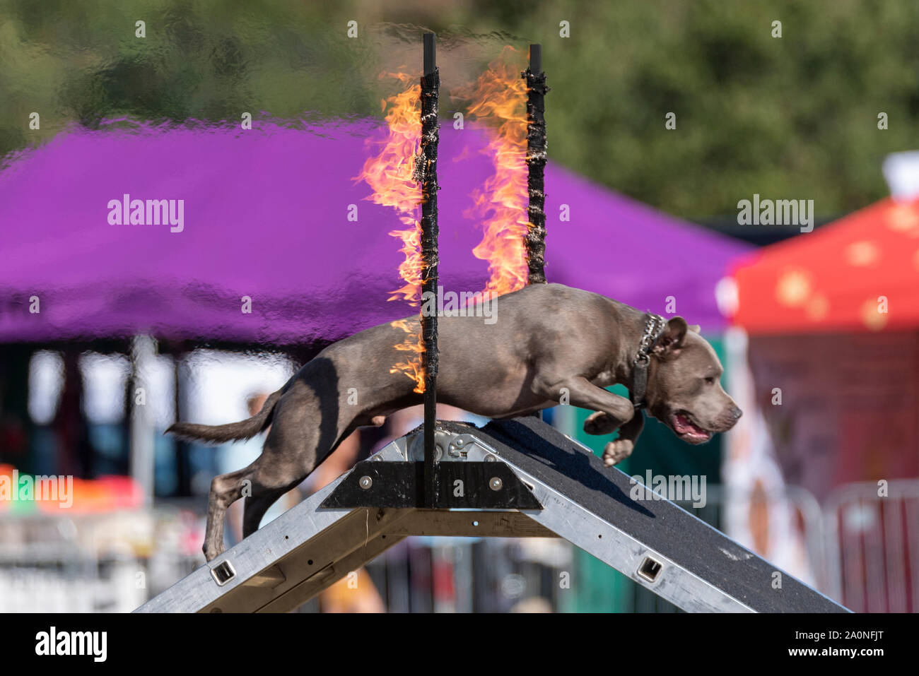 Conquista K9 perro de la agilidad de la exhibición del equipo de perro saltando a través del fuego. Staffordshire bull terrier Foto de stock