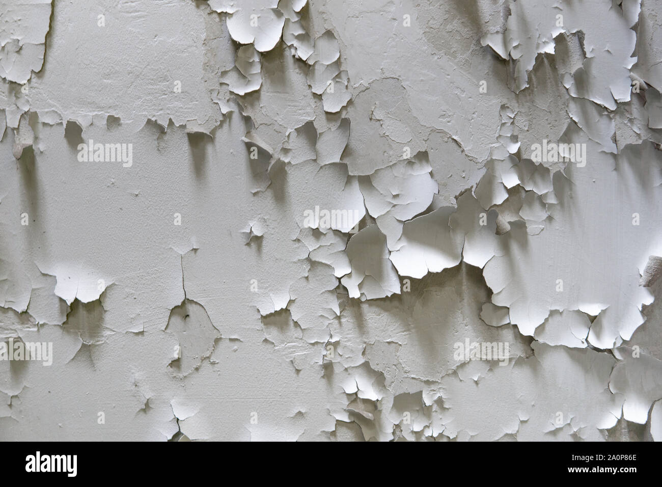 Blanco pintura agrietada en la pared. Casco pintado en la pared. Sucio  agrietado pelando la pintura de la pared blanca. La pintura de la  superficie de las paredes están dañadas Fotografía de