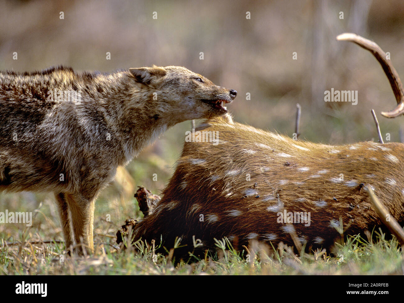 El Chacal, indio Canis aureus indicus, compactación en ciervos axis o Chital, Axis axis, Bharatpur, Rajasthan, India Foto de stock