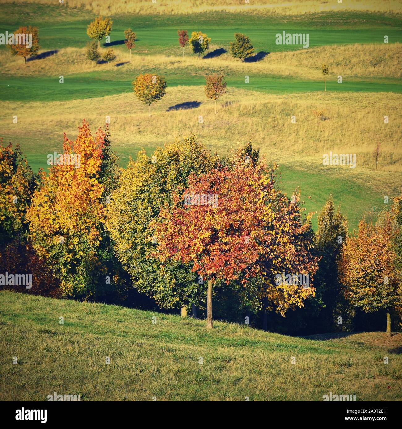 Concepto de naturaleza estacional. Colores de otoño las hojas de los árboles.  Hermoso fondo de colores naturales Fotografía de stock - Alamy