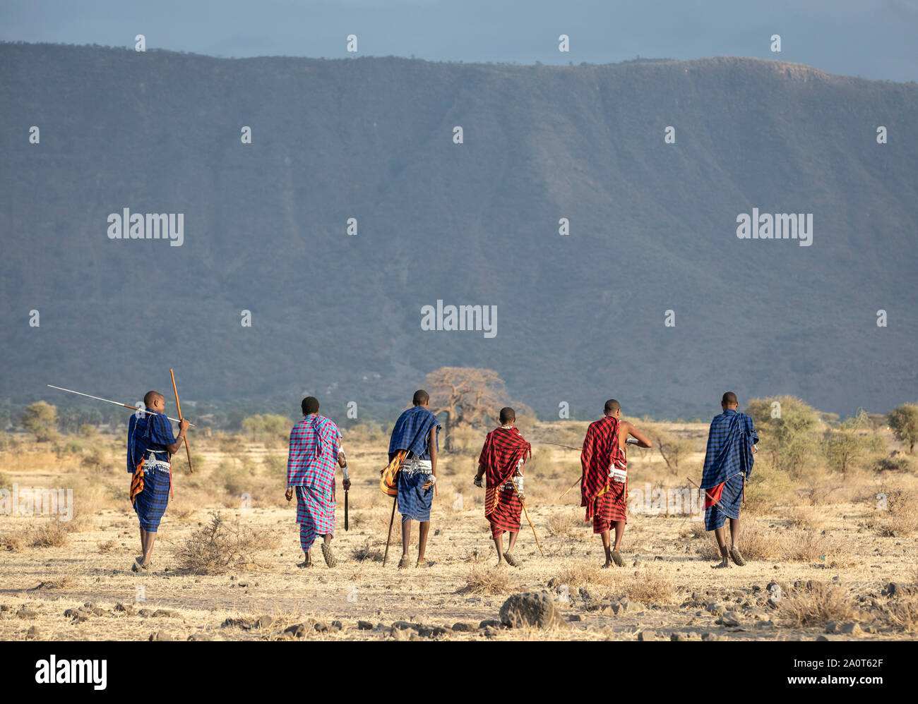 En Arusha, Tanzanía, 7 de septiembre de 2019: antiguos guerreros masai walkingin un savannag Foto de stock