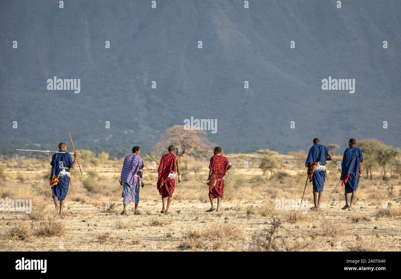 En Arusha, Tanzanía, 7 de septiembre de 2019: antiguos guerreros masai walkingin a savannah Foto de stock