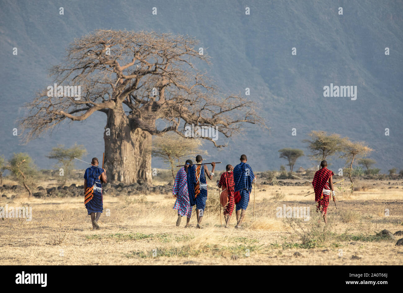 En Arusha, Tanzanía, 7 de septiembre de 2019: antiguos guerreros masai walkingin a savannah Foto de stock