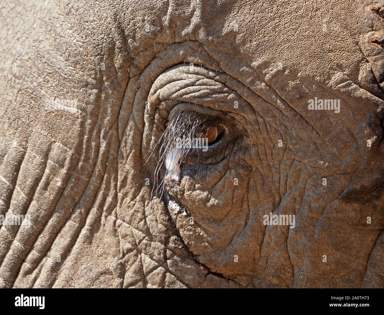 Detalle de llanto los ojos, párpados, cejas y Textura piel de elefante  africano (Loxodonta Africana) en el Parque Nacional Luangwa del Sur,  Zambia, África Fotografía de stock - Alamy