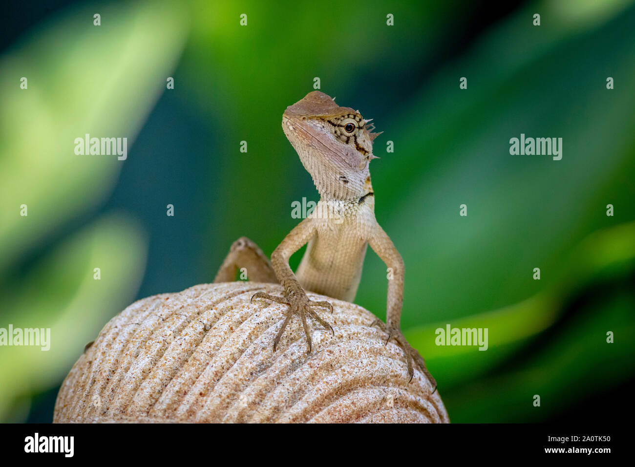 Jardín oriental (lagarto Calotes versicolor) Foto de stock