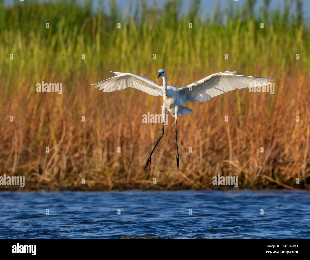 Garza roja (Egretta rufescens), White Morph, volando sobre las mareas marsh, Galveston, Texas, USA. Foto de stock