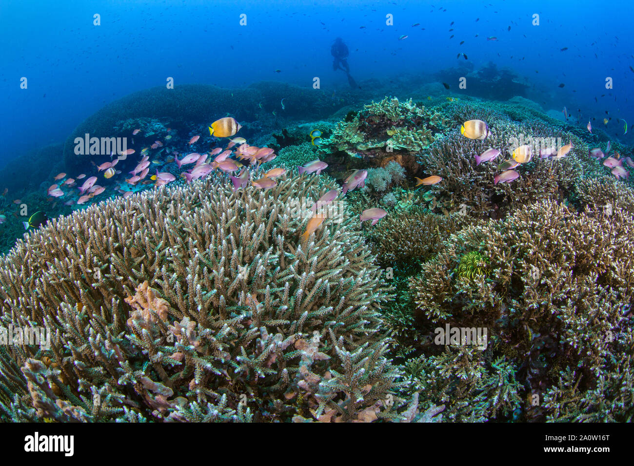 Los jardines de coral sanos con coloridos peces tropicales de arrecife con siluetas de buceo en las aguas azules del fondo. Nusa Lembongan, Bali, Indonesia. Foto de stock