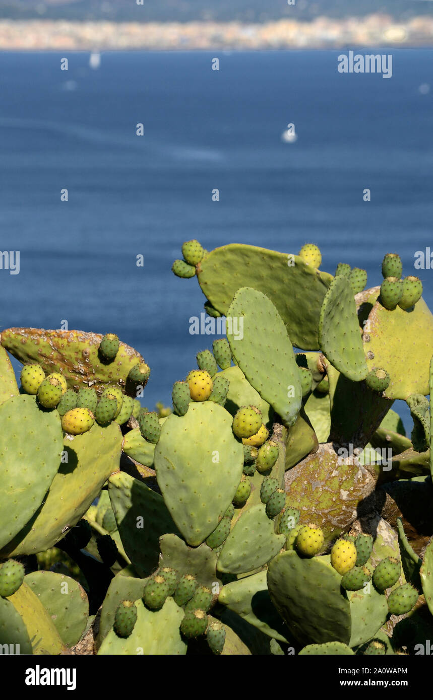 Nopal plantas con frutos en el sol del verano. El mar Mediterráneo y de la ciudad de Alghero Cerdeña en el fondo Foto de stock