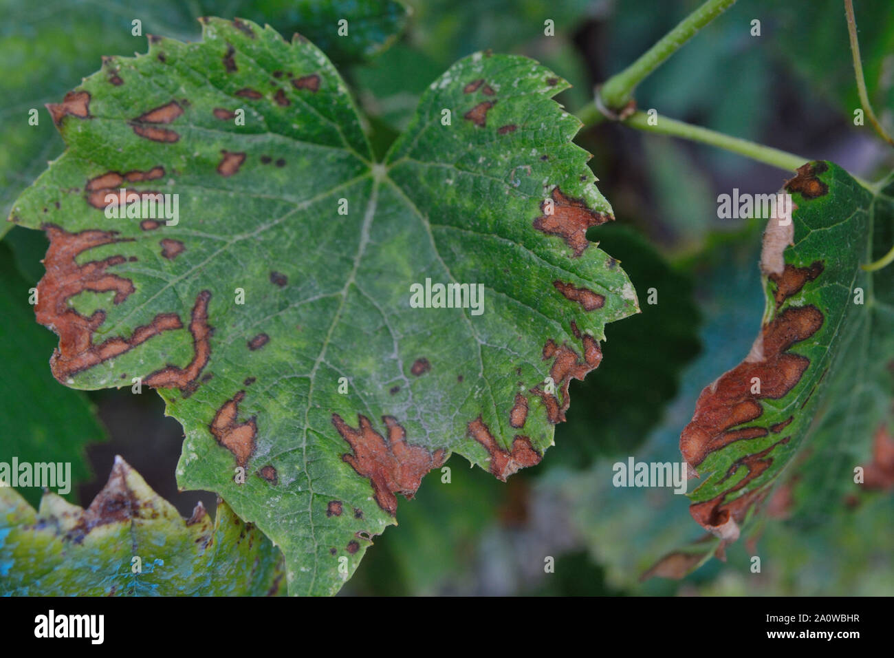 Enfermedades de la uva fotografías e imágenes de alta resolución - Alamy