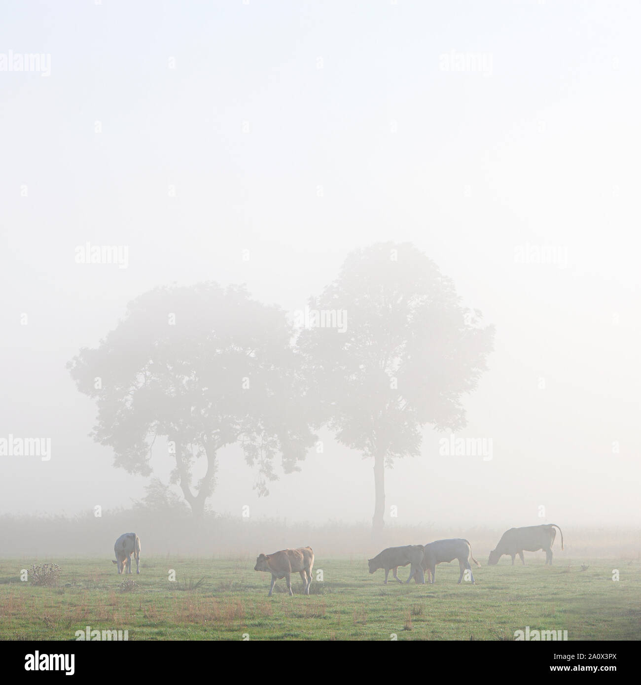 Las vacas en el Misty meadow con árboles en el norte de Alemania Foto de stock