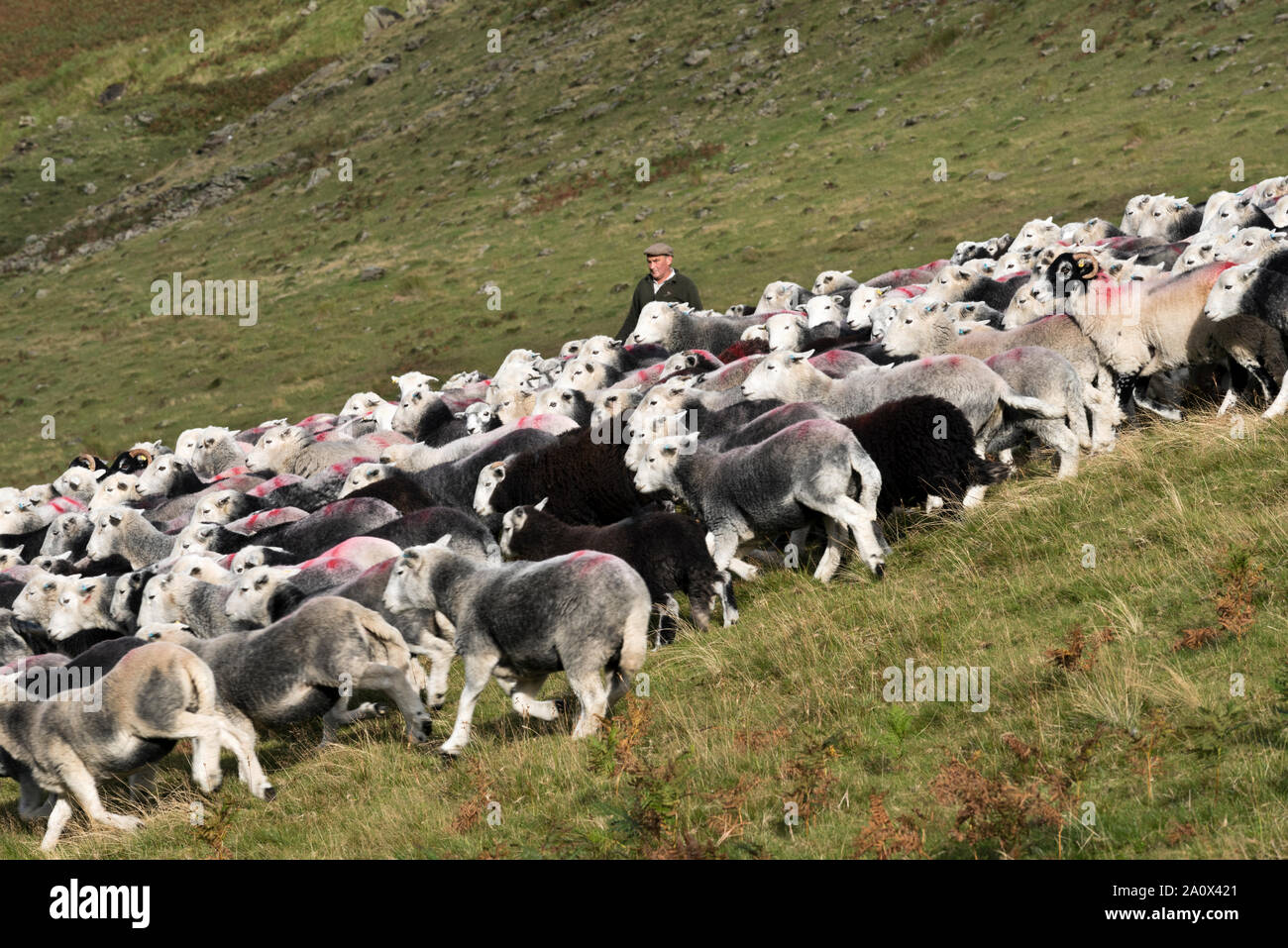 Un cayó la recolección de ovejas en Honister Pass, el Lake District, en el Reino Unido. Ovejas Herdwick son impulsados hacia abajo desde los páramos por los pastores y sus perros. Foto de stock