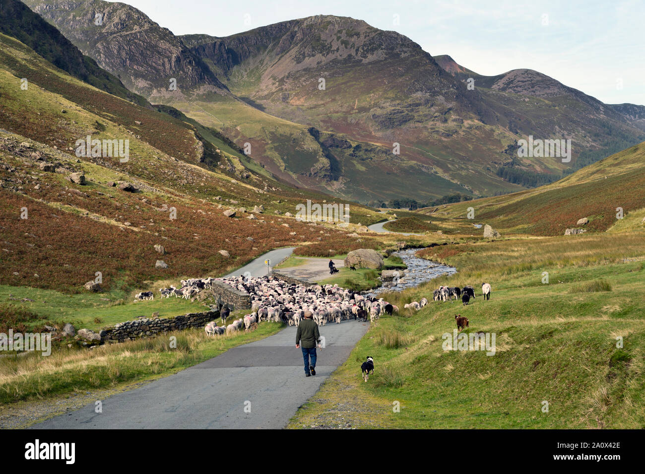 Un cayó la recolección de ovejas en Honister Pass, el Lake District, en el Reino Unido. Ovejas Herdwick son conducidos a lo largo de la carretera por los pastores y sus perros. Foto de stock
