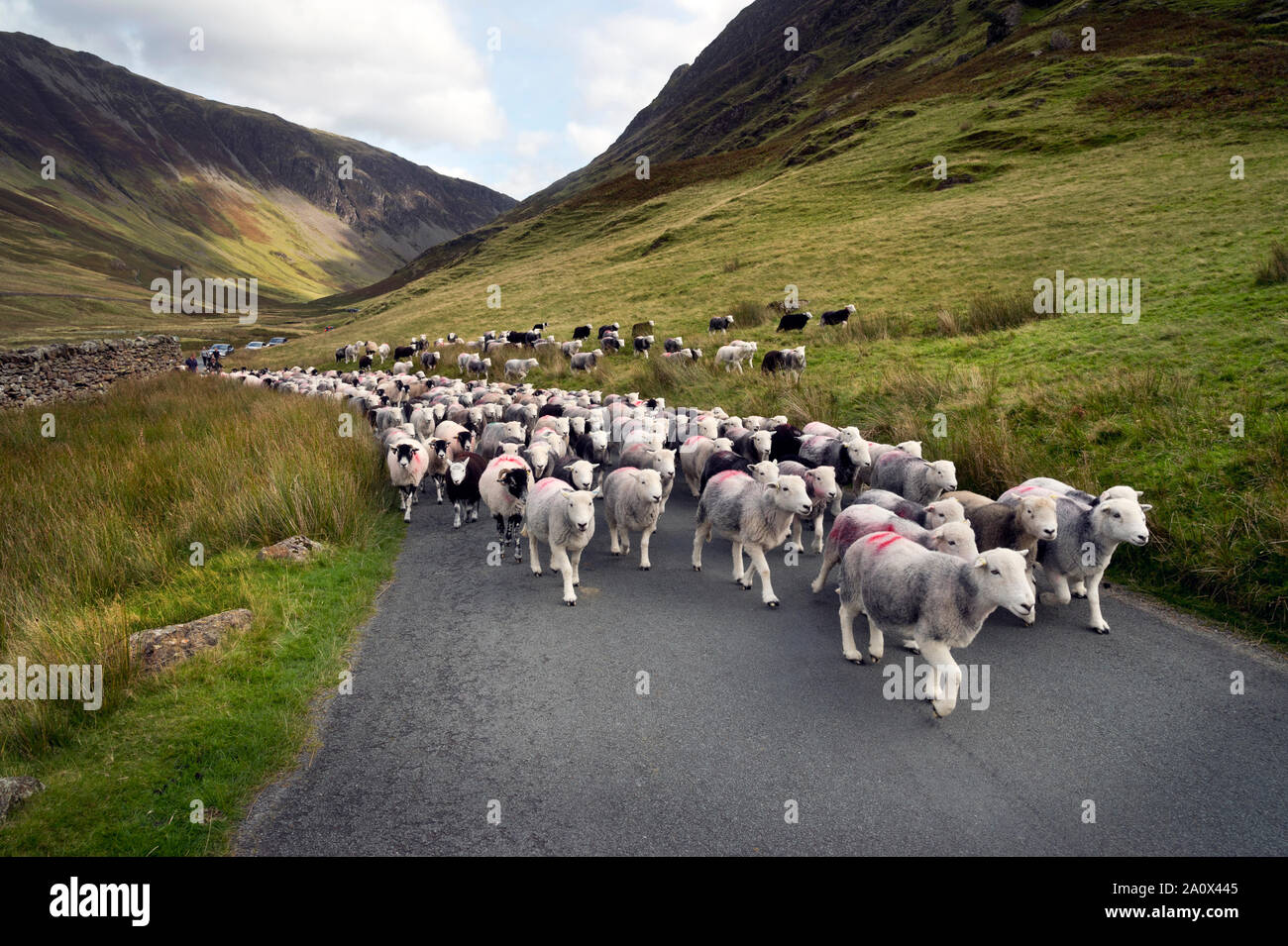 Un cayó la recolección de ovejas en Honister Pass, el Lake District, en el Reino Unido. Ovejas Herdwick son conducidos a lo largo de la carretera. Foto de stock