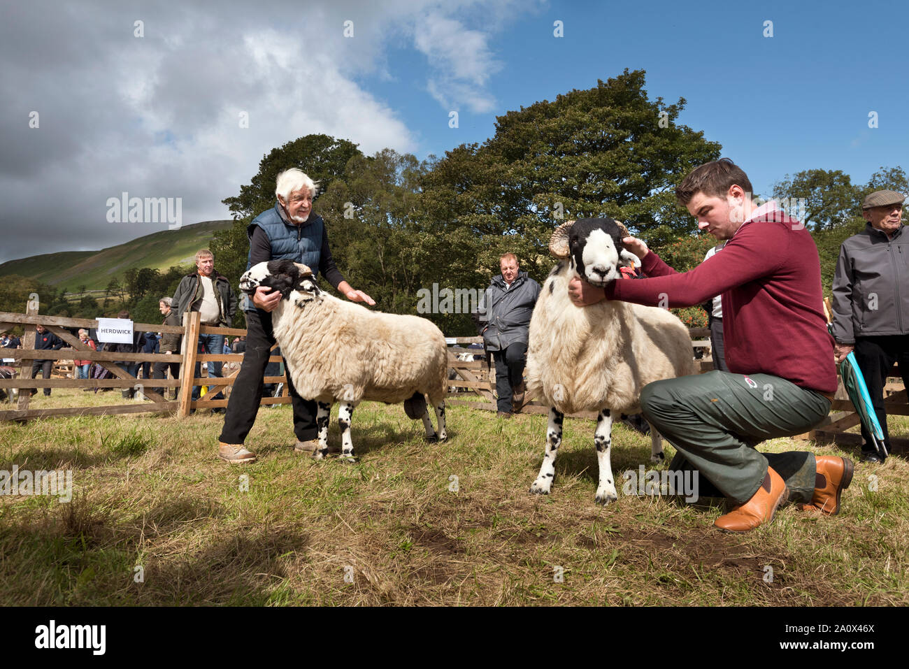 Rough cayó ovejas siendo juzgados, Moorcock Show celebrado entre Garsdale y Hawes, North Yorkshire, septiembre de 2019. El espectáculo es principalmente una presentación de ovejas. Foto de stock