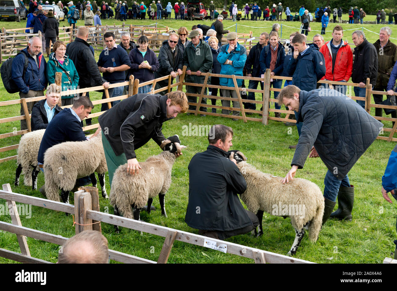 A juzgar Swaledale ovejas Muker Show, Swaledale, North Yorkshire, septiembre de 2019. Muker Show es uno de los principales del Reino Unido ovejas Swaledale muestra. Foto de stock
