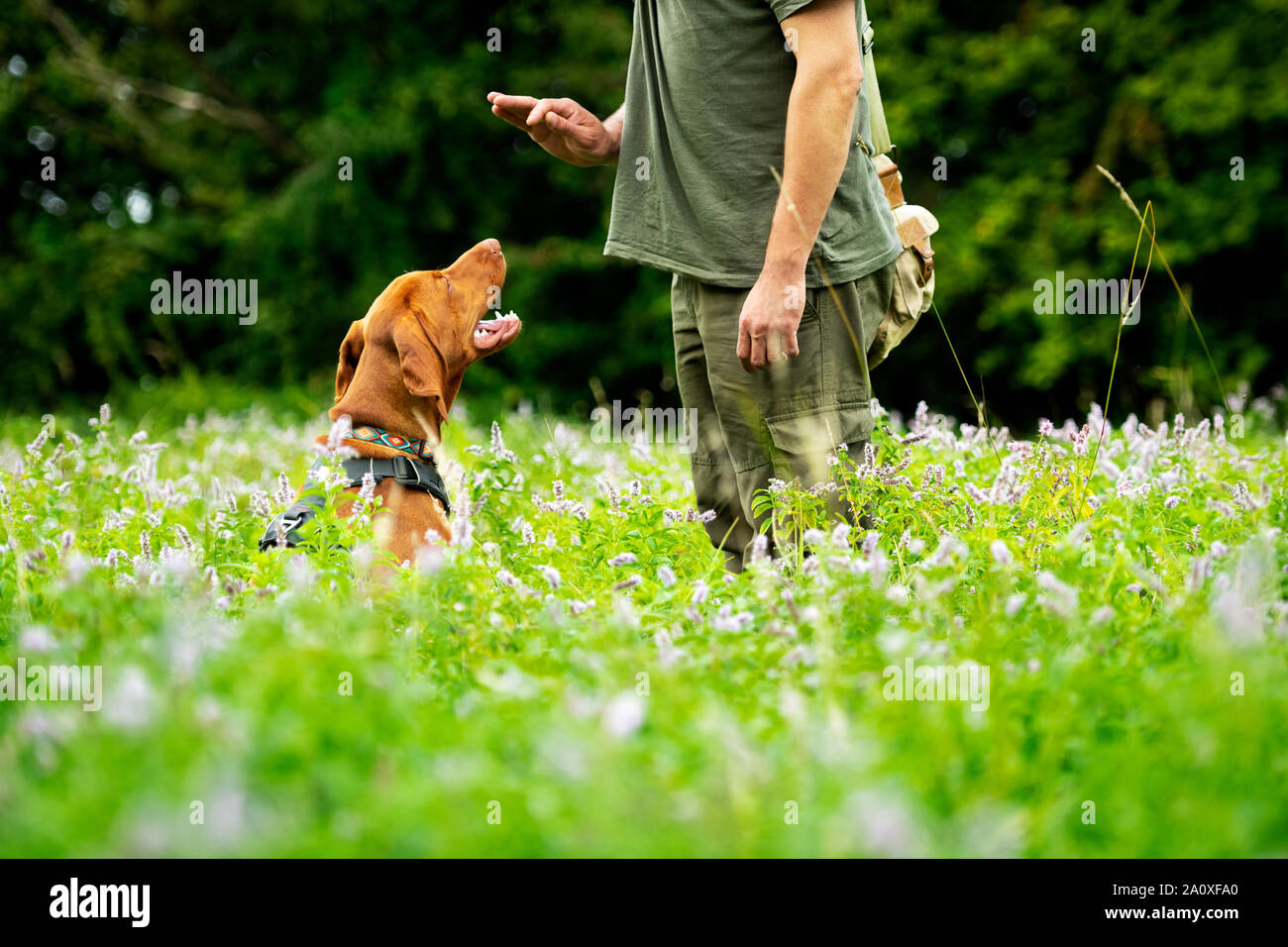 Hermoso cachorro Vizsla húngaro y su propietario durante el entrenamiento de obediencia al aire libre. Comando Sit vista lateral. Foto de stock