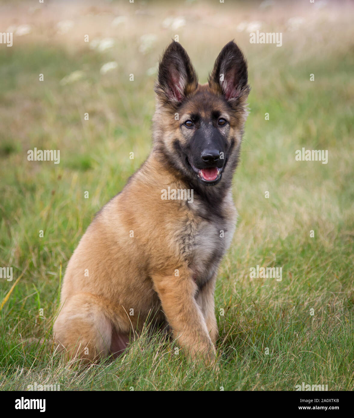 Los 3 meses de edad del perro Pastor Alemán hembra longhaired sentado  Fotografía de stock - Alamy