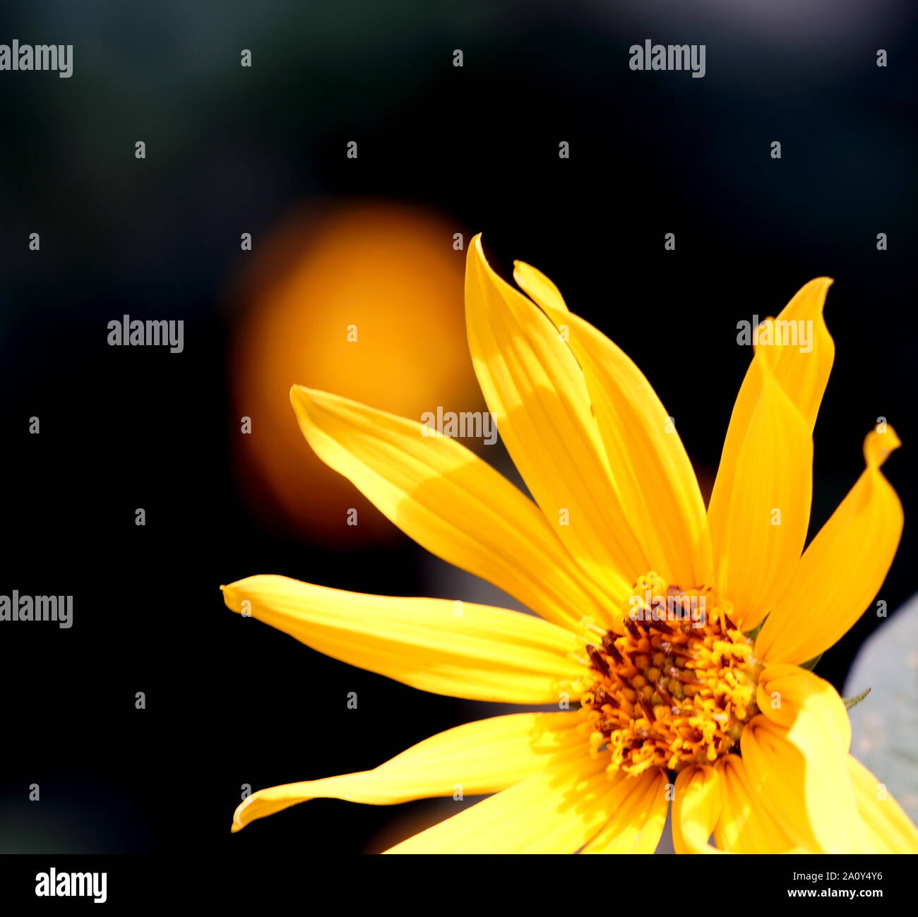 El wildflower amarillo brilla Foto de stock