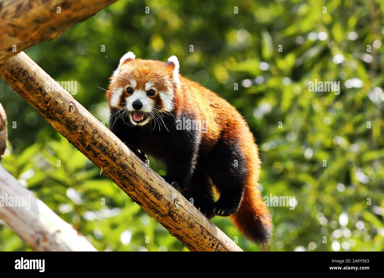 Panda rojo clinbing alta ( Ailurus fulgens ) Foto de stock