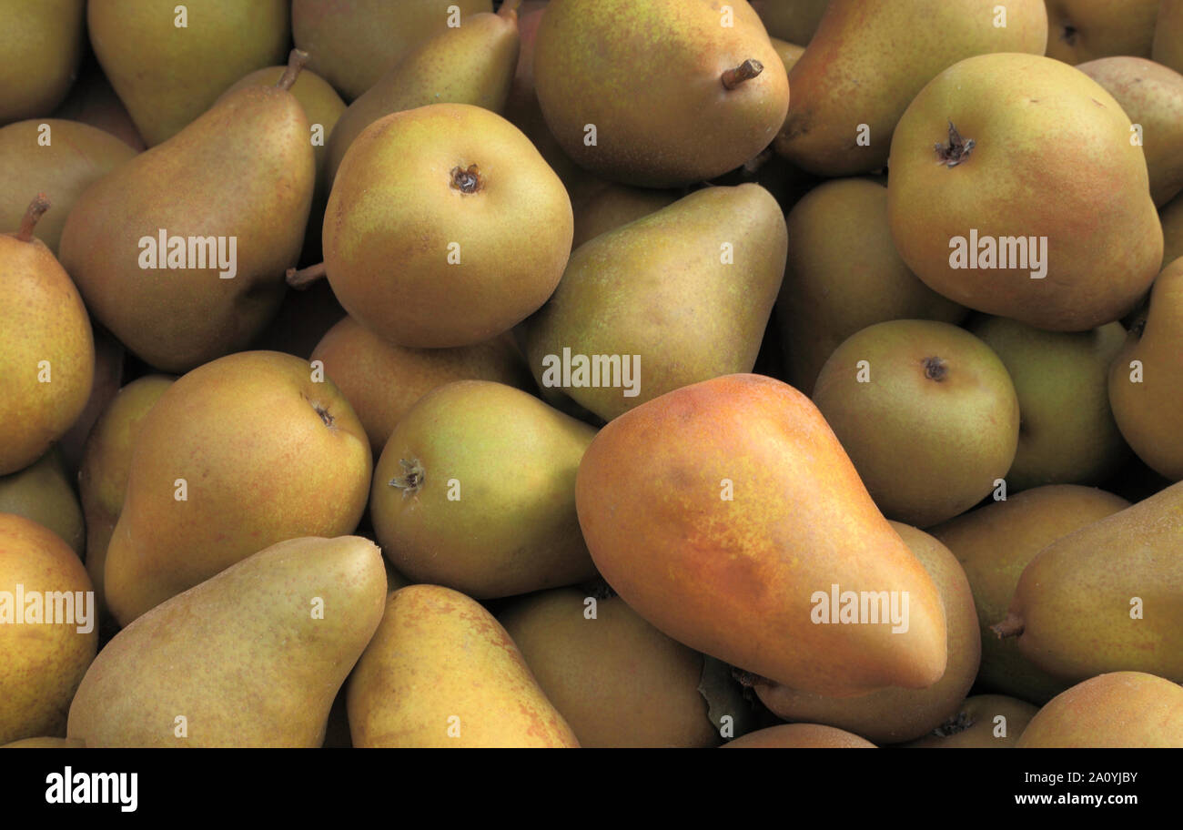 Pera Beurre "Hardy", peras, comer sano, Pyrus Communis Foto de stock