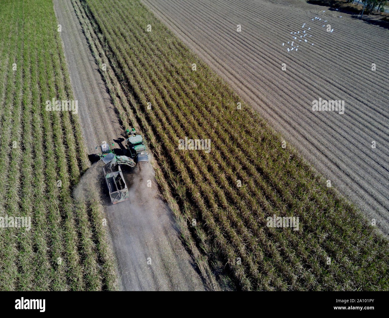Una cosechadora de orugas la cosecha de caña de azúcar en condiciones de mucho polvo, Bundaberg Queensland Australia Foto de stock