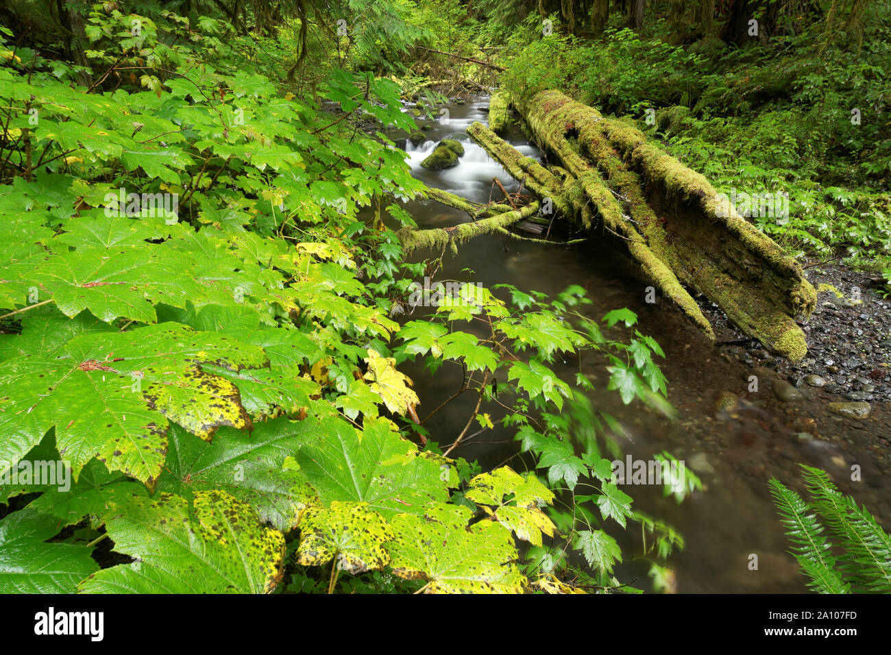 El Brazo Sur del pequeño río fluye a través de viejo crecimiento arbóreo del bosque lluvioso, la decadencia de la madera de cedro, el Parque Nacional Olímpico, Clallam County, Washington (EE.UU. Foto de stock