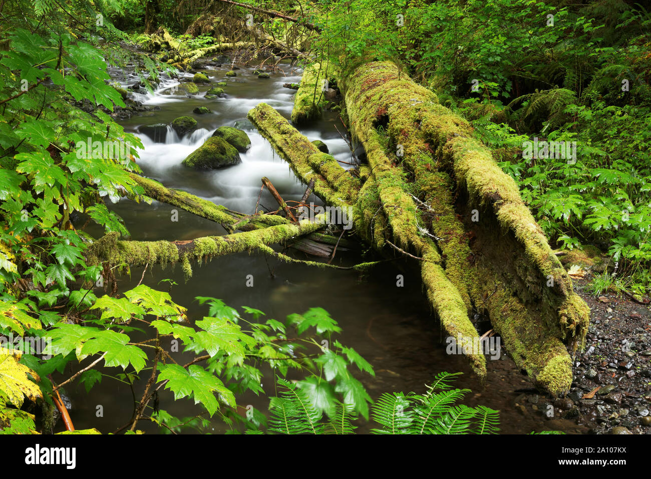 El Brazo Sur del pequeño río fluye a través de viejo crecimiento arbóreo del bosque lluvioso, la decadencia de la madera de cedro, el Parque Nacional Olímpico, Clallam County, Washington (EE.UU. Foto de stock