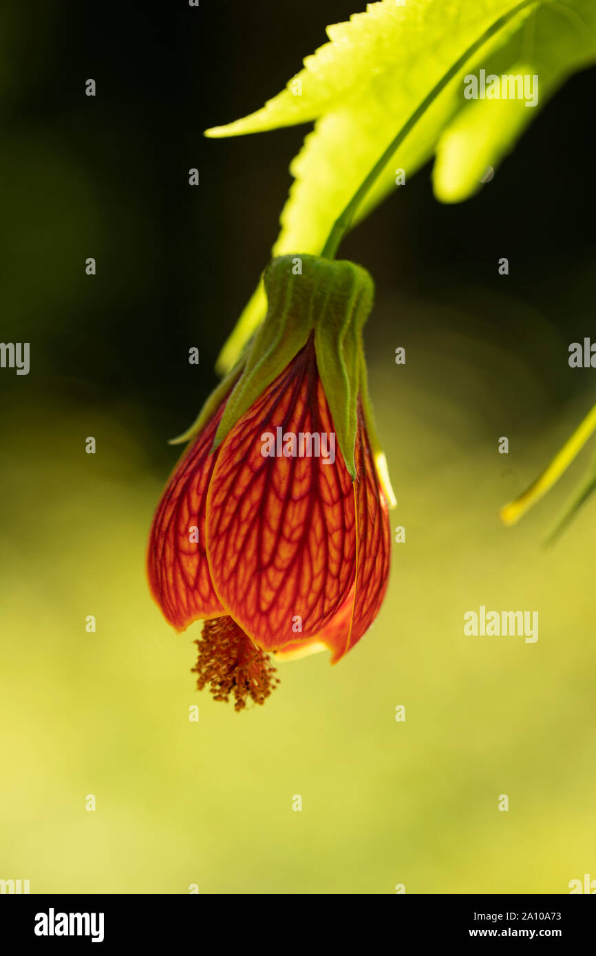 Abutilon pictum, conocido como abutilo de la vena roja, mallow indio de la vena roja, arce florido de la vena roja, linterna China, y faroles chinos de la vena roja. Foto de stock