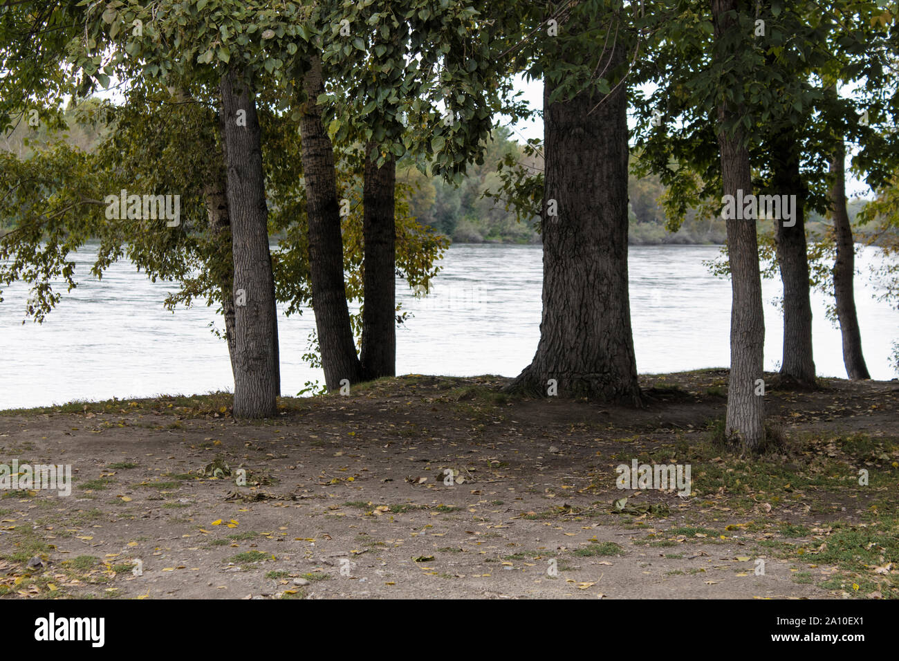 Grandes álamos a la orilla del río. Paisaje otoñal. Foto de stock