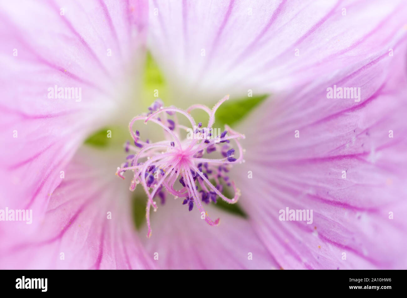 Malvaceae, macro de una rosa rosa malva flor Foto de stock
