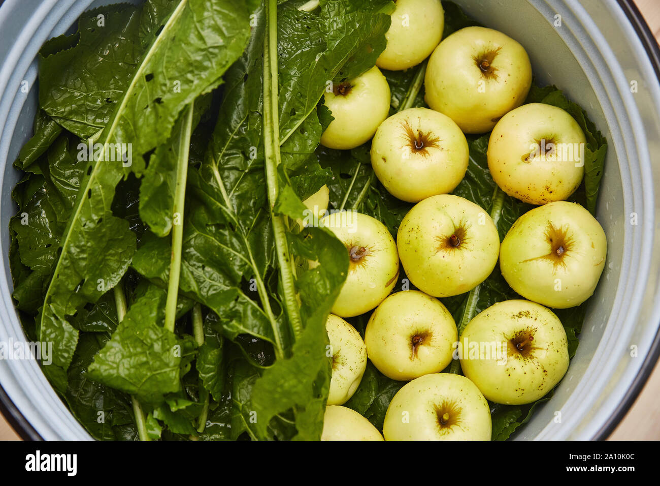 Frutas y hortalizas fermentadas. Antonov manzanas en una olla grande. Vista superior de la micción. Foto de stock
