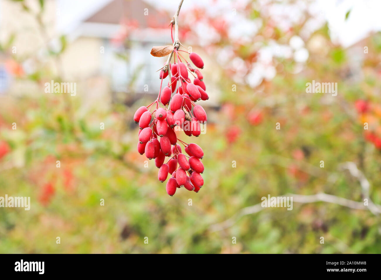Los racimos de bayas rojas maduras de agracejo. Tiempo de otoño. Foto de stock