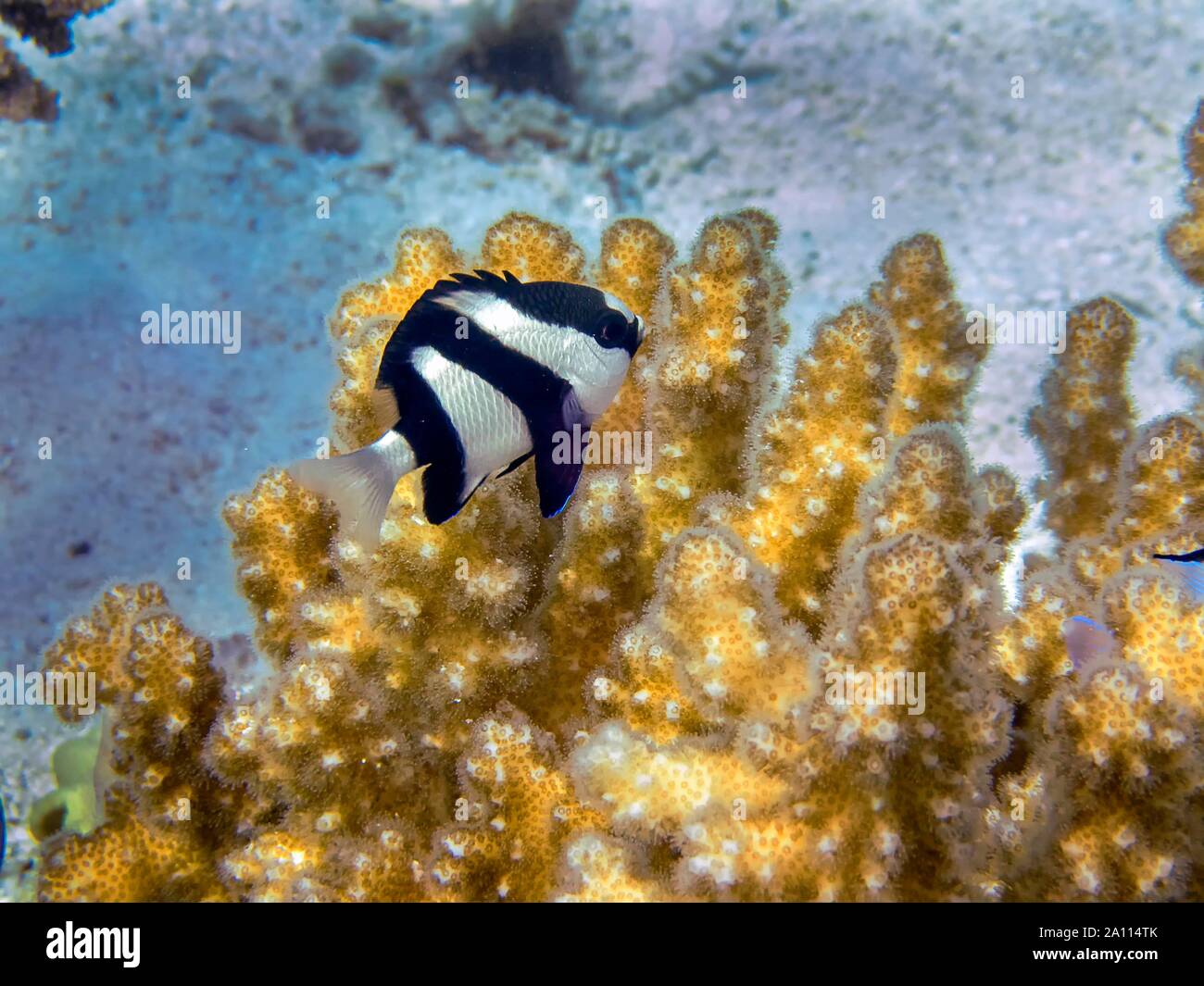 Humbug Damsels (Dascyllus aruanus) Foto de stock