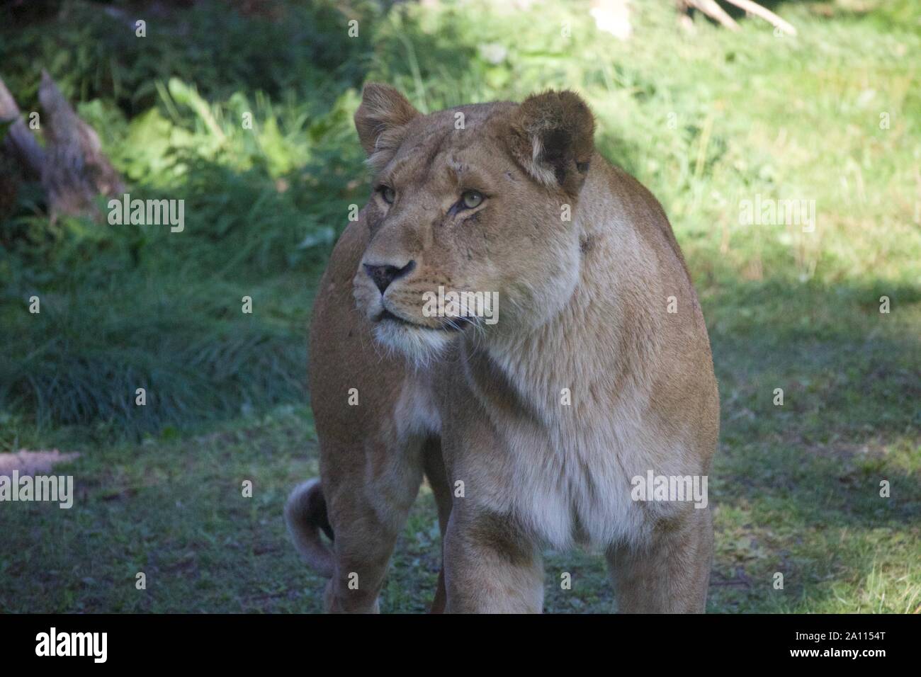 Un orgullo un leones disfrutando del sol. Fotos tomadas en Longleat Safari Park Foto de stock