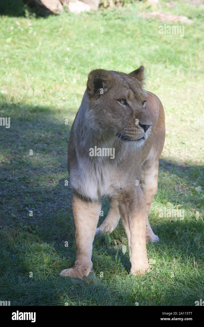 Un orgullo un leones disfrutando del sol. Fotos tomadas en Longleat Safari Park Foto de stock
