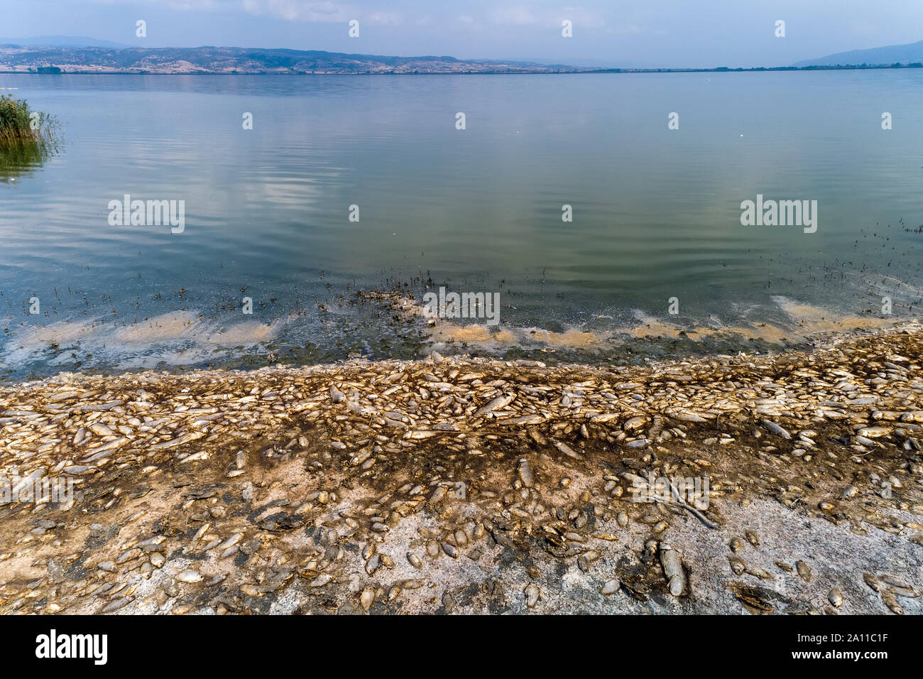 Miles de peces muertos en el lago Koroneia en el norte de Grecia. La elevada mortalidad de los peces es en gran parte debido a una sequía y la brusca caída de agua. globa Foto de stock