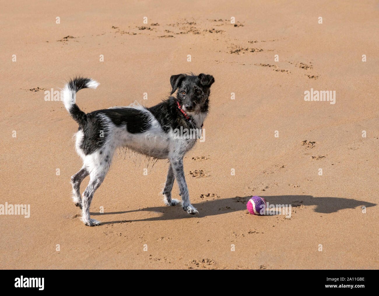 Terrier jugando con una pelota de playa Embleton en Northumberland Foto de stock