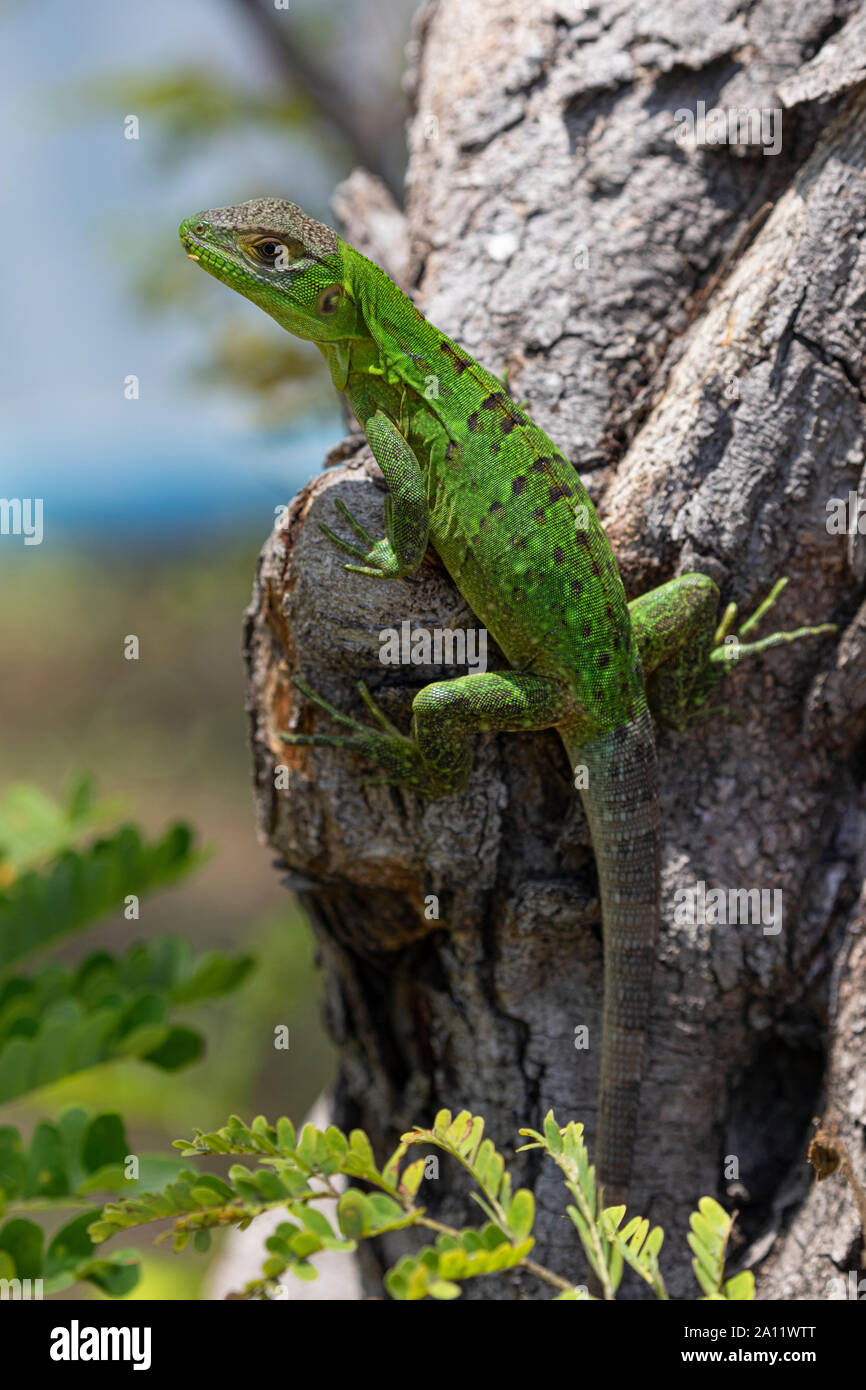 Los jóvenes de la iguana, Playa Matapalo, Guanacaste, Costa Rica. Foto de stock