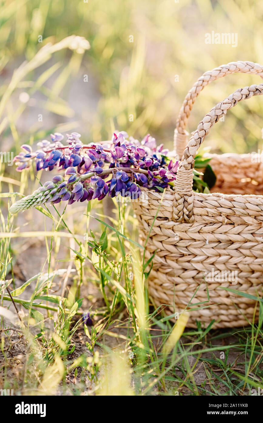 La rama de flores púrpura con pequeños brotes sobresale de un cesto trenzado Foto de stock