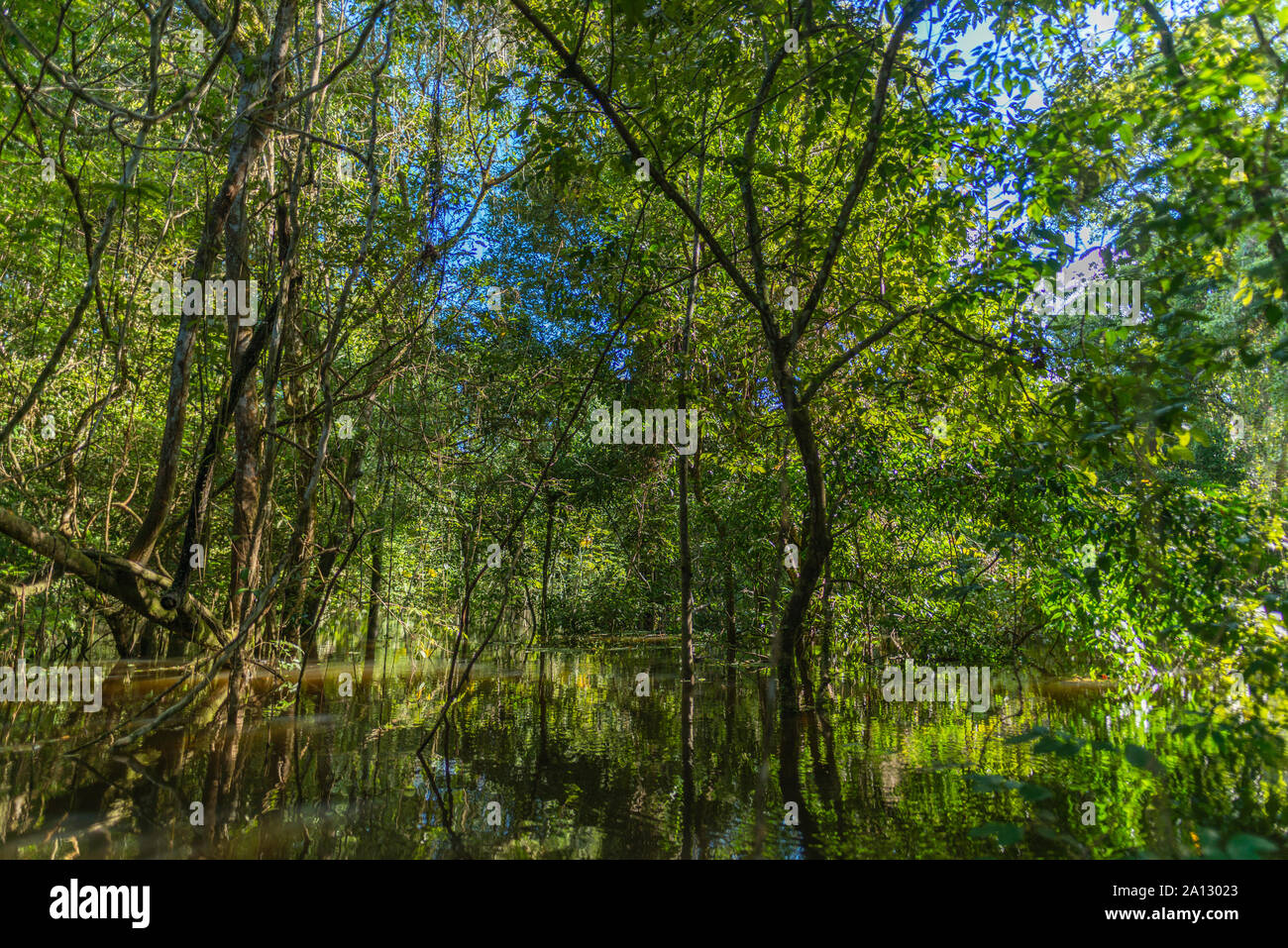 Selva brasileña al final de la temporada de lluvias en mayo, la Reserva de Desarrollo Sostenible Mamirauá, Río Japurá,Tefé, estado de Amazonas, Brasil, América Latina Foto de stock